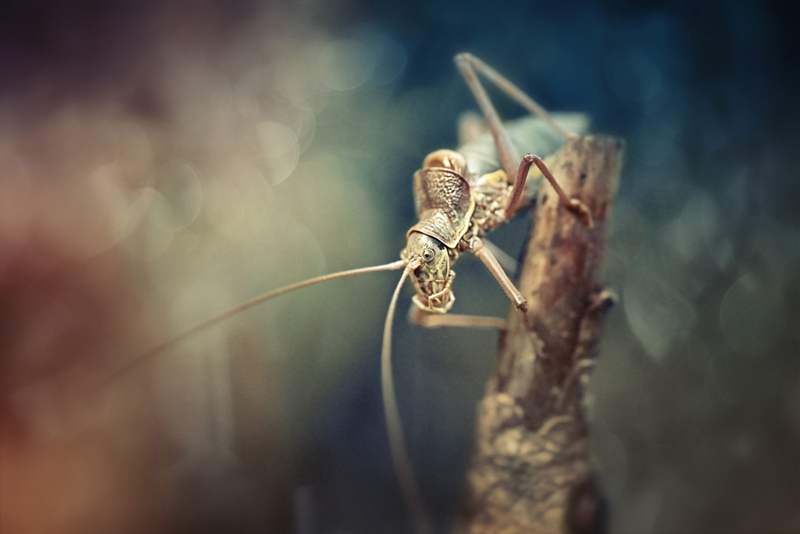 Ekaterina Staromanova photography