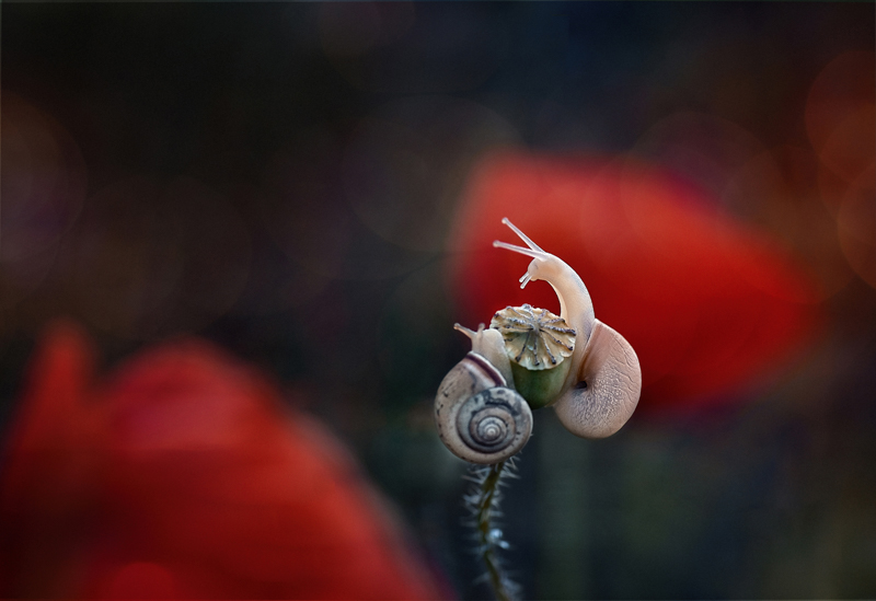 Ekaterina Staromanova photography