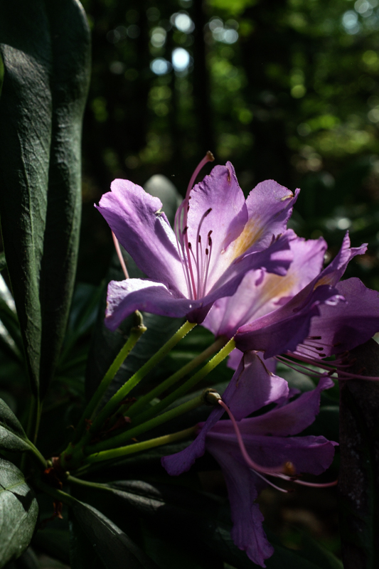 Rhododendron ponticum