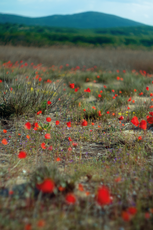 bulgarian poppies