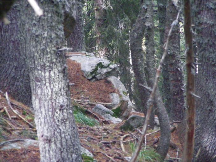 gorrilahead_12.jpg 