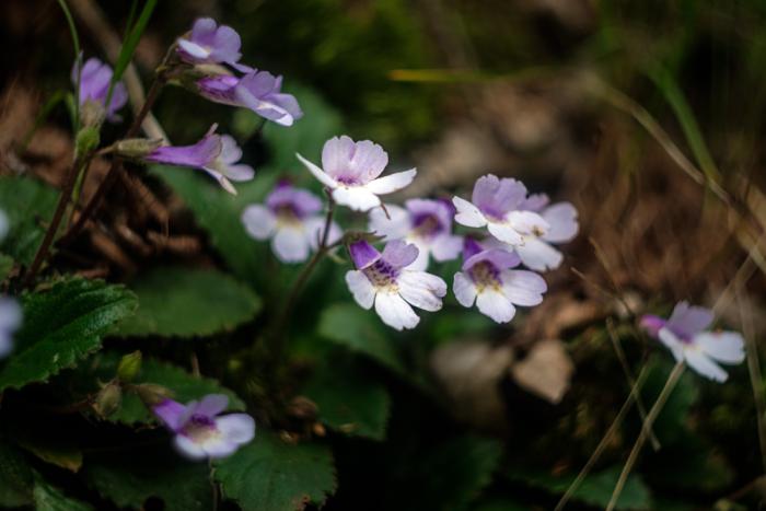 haberlea-rhodopensis2.jpg
