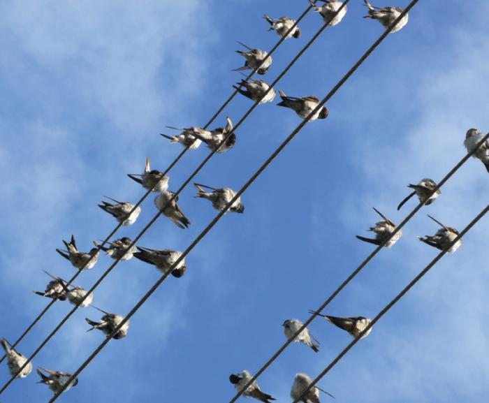 Bird_Spotters_1.jpg