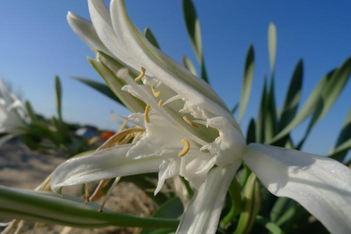 sea daffodils