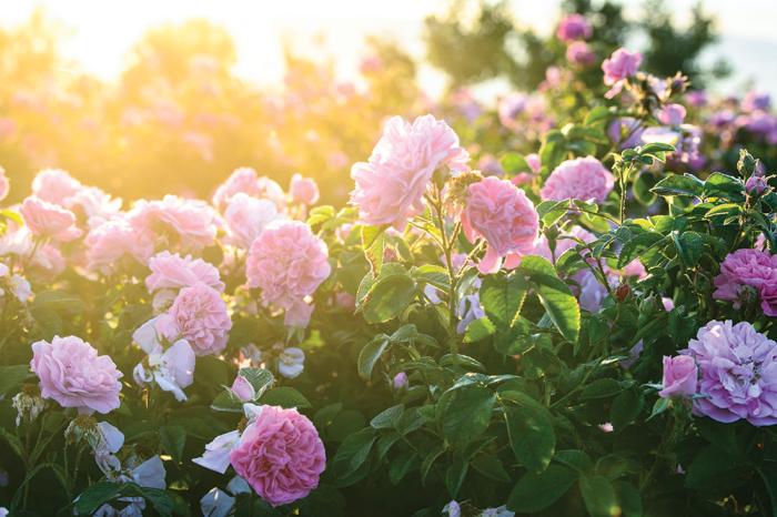 valley of roses.jpg