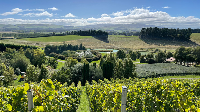 Midalidare winery.jpg 