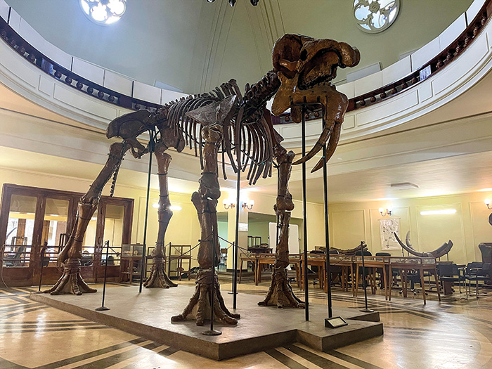 deinotherium sofia.jpg