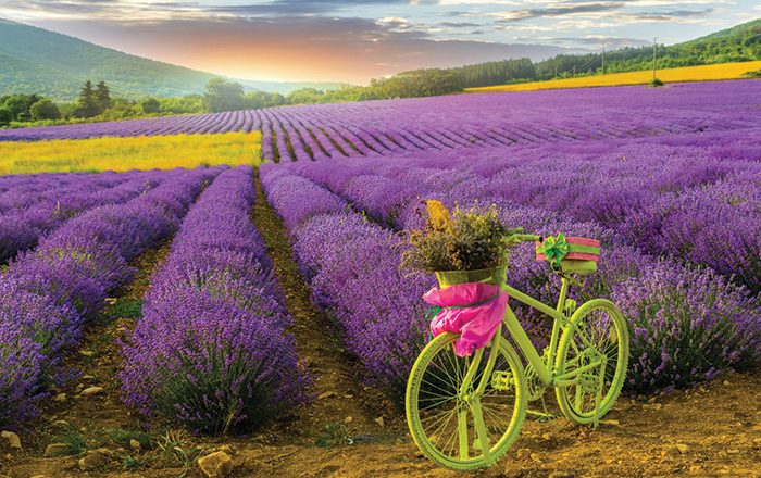 Chirpan Lavender Festival.jpg 