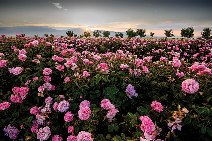 roses bulgaria.jpg 