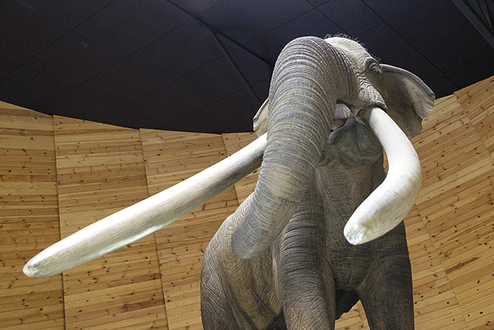 dorkovo mastodons 5.jpg