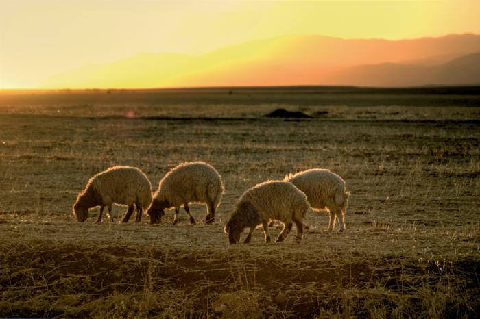 sheep