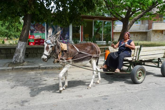 Donkey Bulgaria