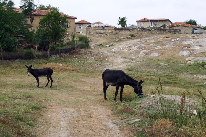 Donkey Bulgaria