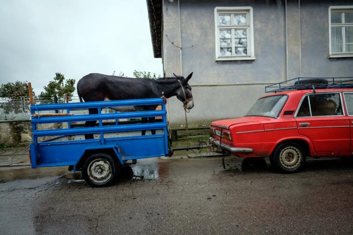 Donkey Bulgaria