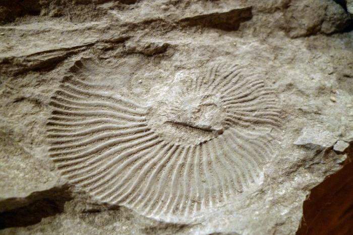 Petrified ammonite from Elena's most surprising site of interest, the Palaeontology Museum. Housed in a wooden old mansion it displays fossils found in the area