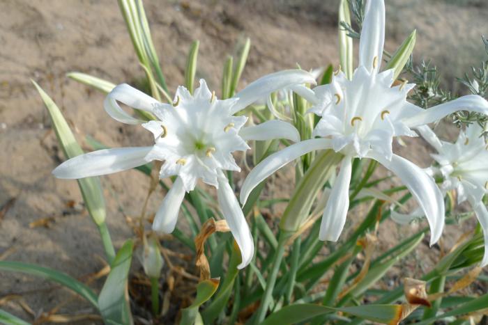 sea daffodils