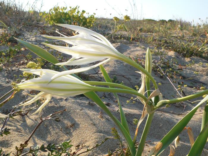 sea daffodils