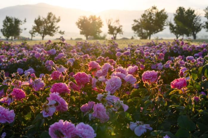 bulgarian rose