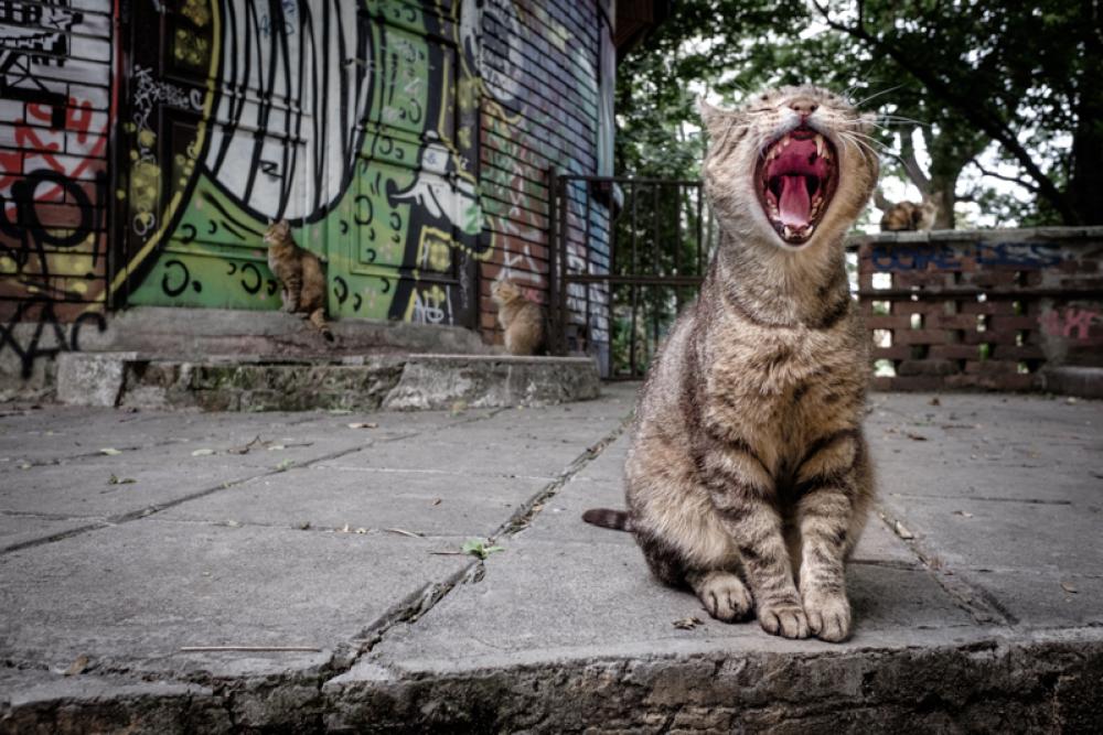 bulgaria street cat.jpg