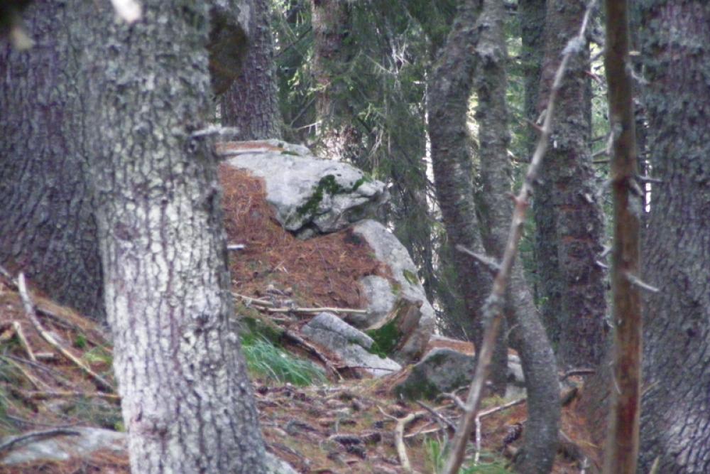 gorrilahead_12.jpg 