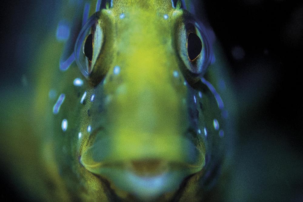 sea peacock.jpg