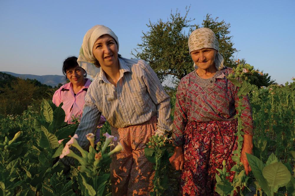 This family from the village of Tatul, in the Eastern Rhodope, make a living from an acre of tobacco. They think that Bulgartabak's purchase price is too low and look back to the days when they used to pick tobacco in Greece.