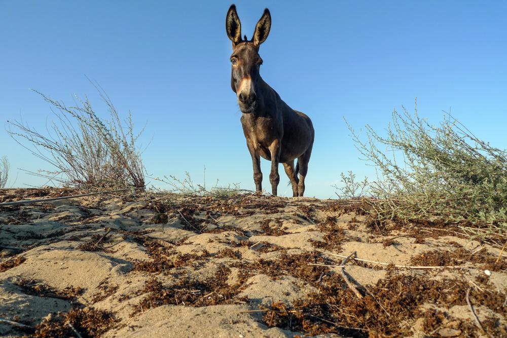 Donkey Bulgaria