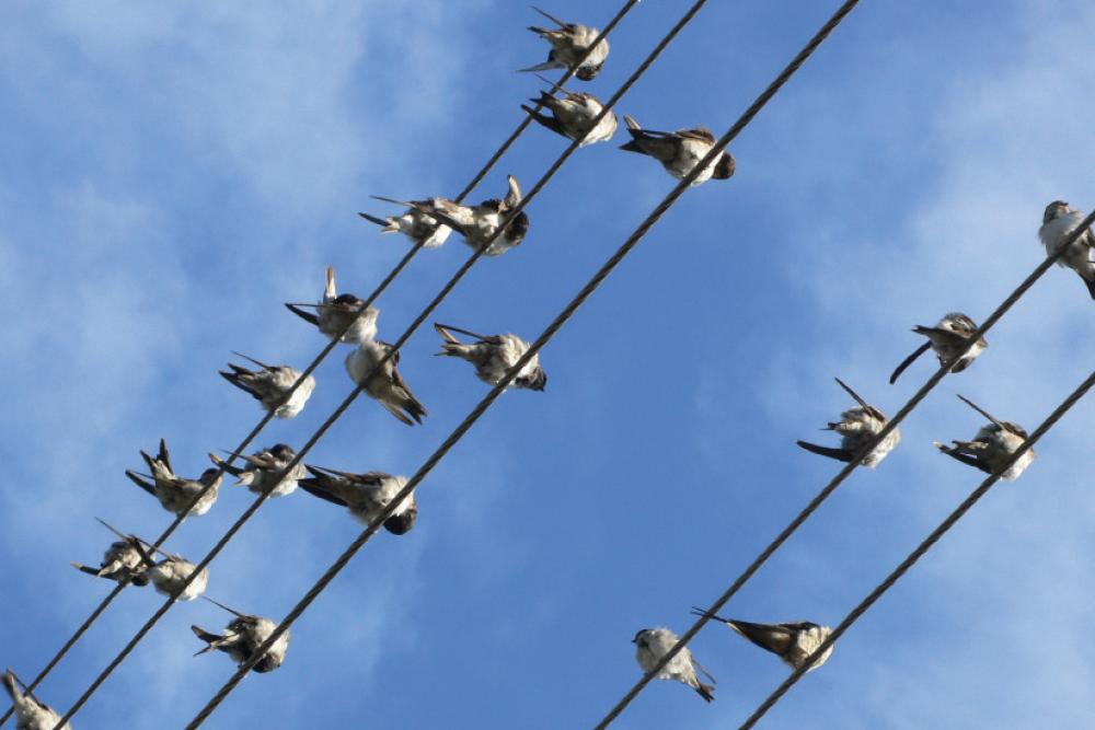 Bird_Spotters_1.jpg