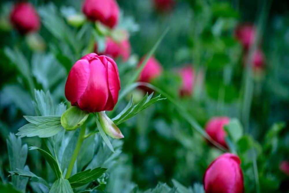 wild peonies