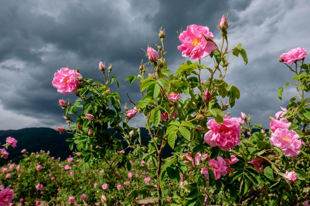 bulgarian rose