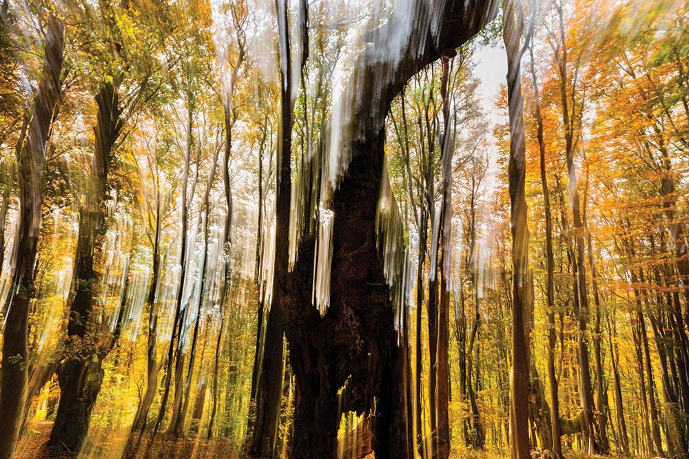  the tree aleksandar ivanov 3.jpg
