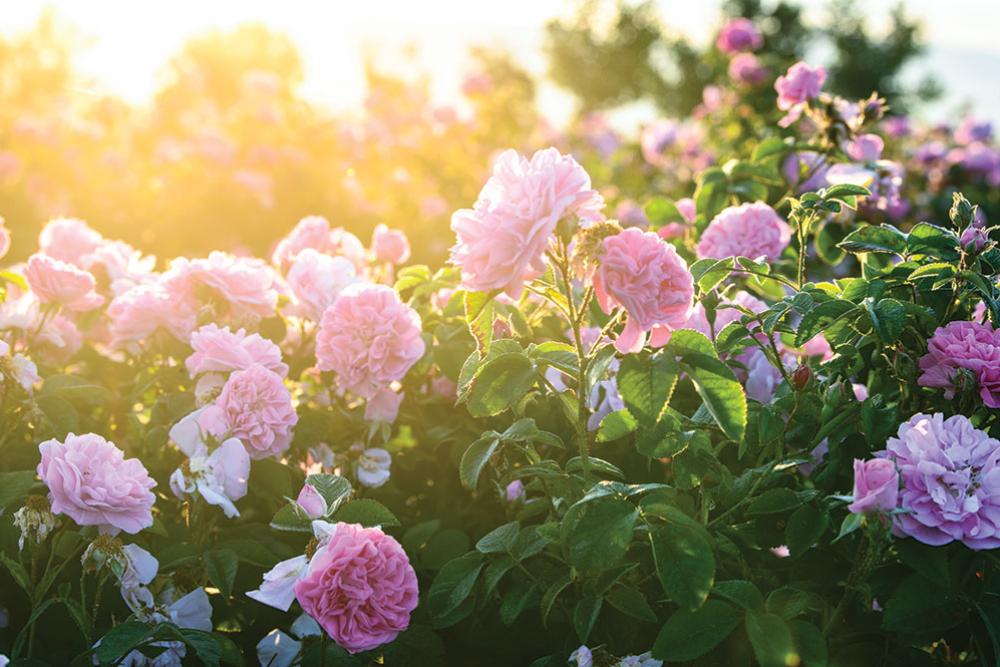 valley of roses.jpg