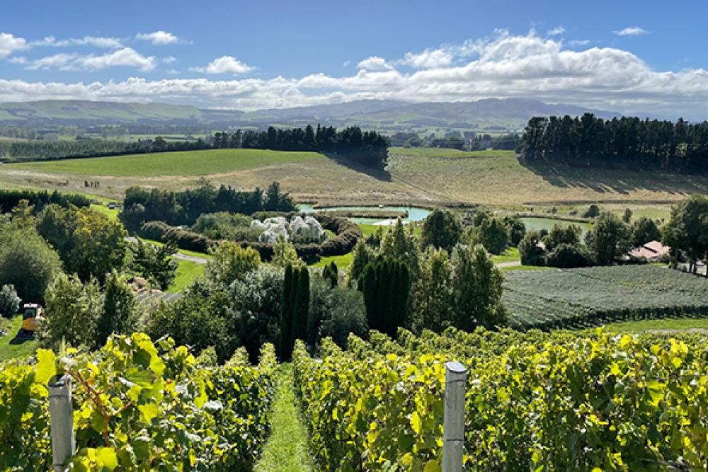 Midalidare winery.jpg 