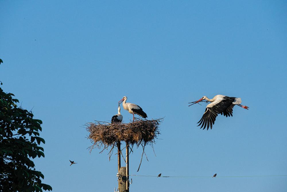 storks.jpg