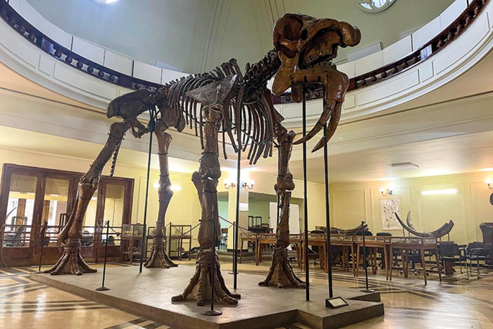deinotherium sofia.jpg