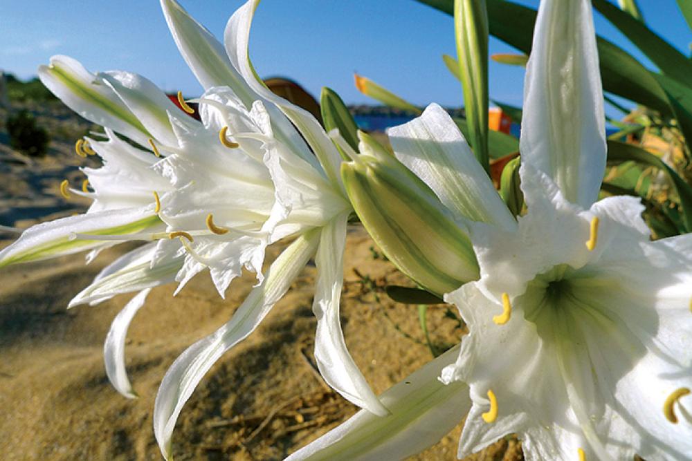 sand lilly.jpg 