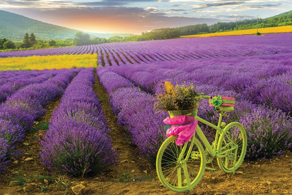 Chirpan Lavender Festival.jpg 