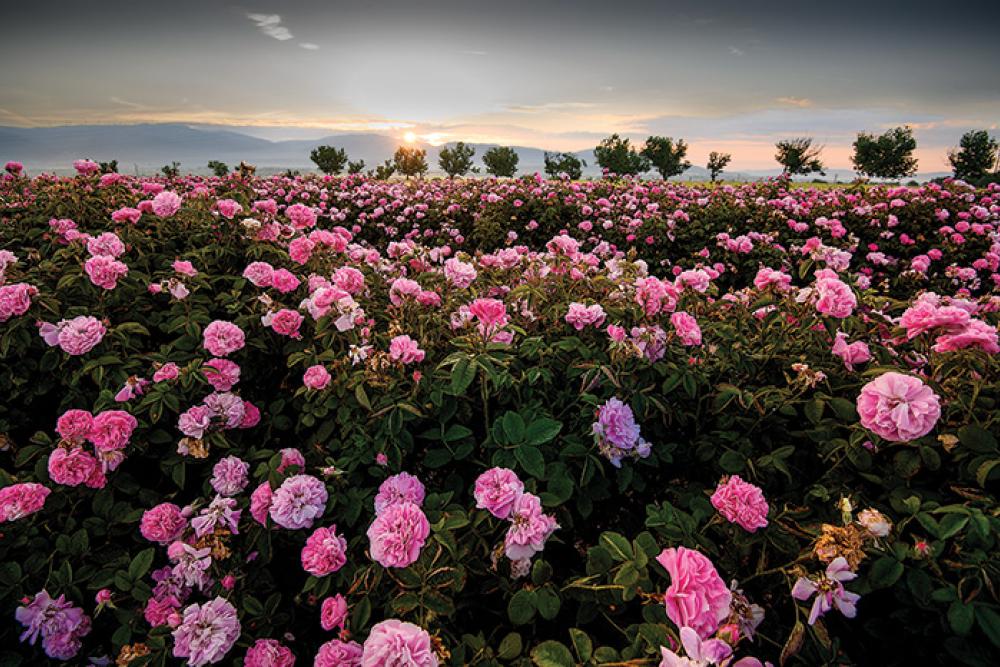 roses bulgaria.jpg 