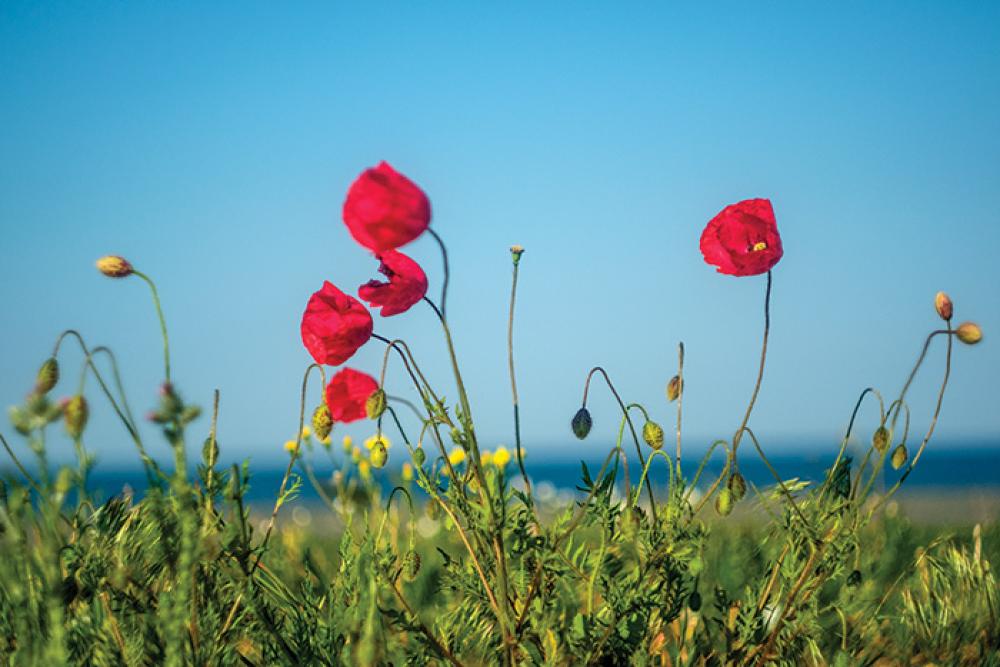 poppies bulgaria.jpg 