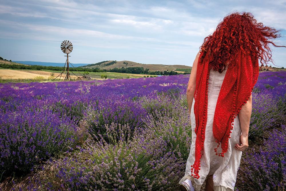 Lavender Bulgaria 3.jpg 