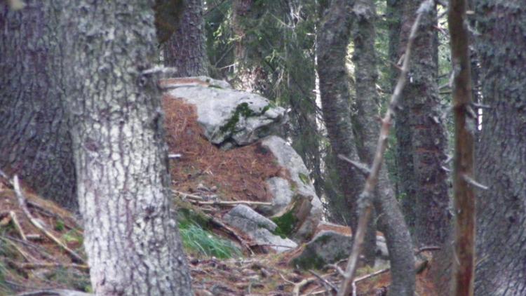 gorrilahead_12.jpg 