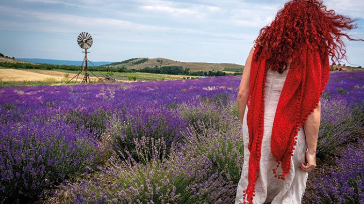 Lavender Bulgaria 3.jpg 
